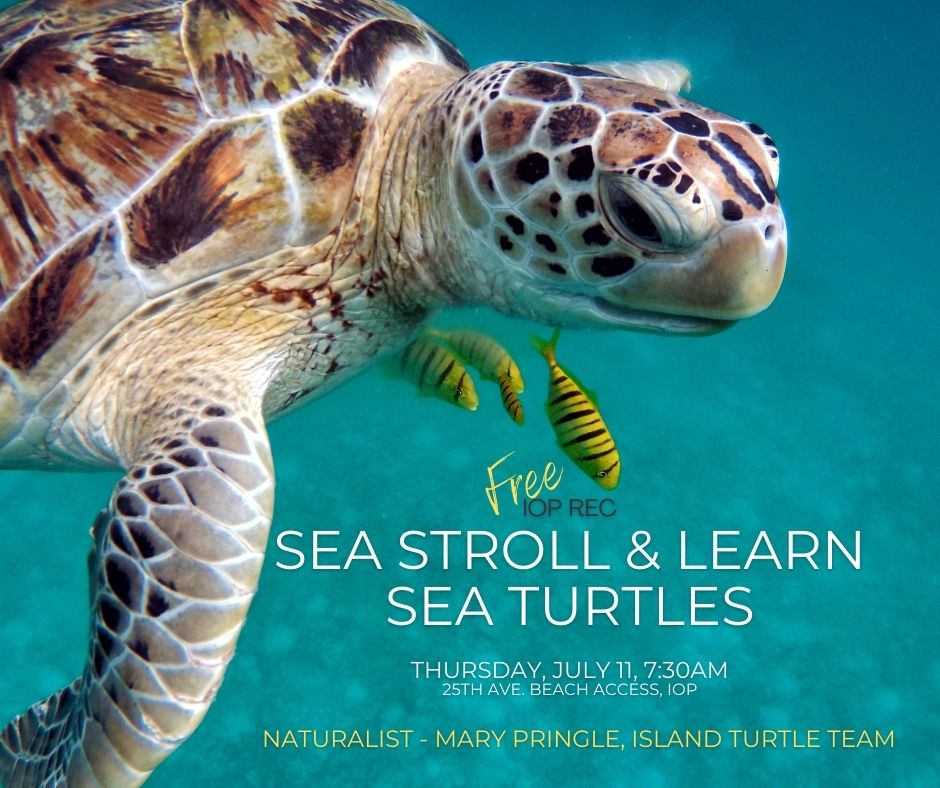 Sea Stroll & Learn 7.11.24